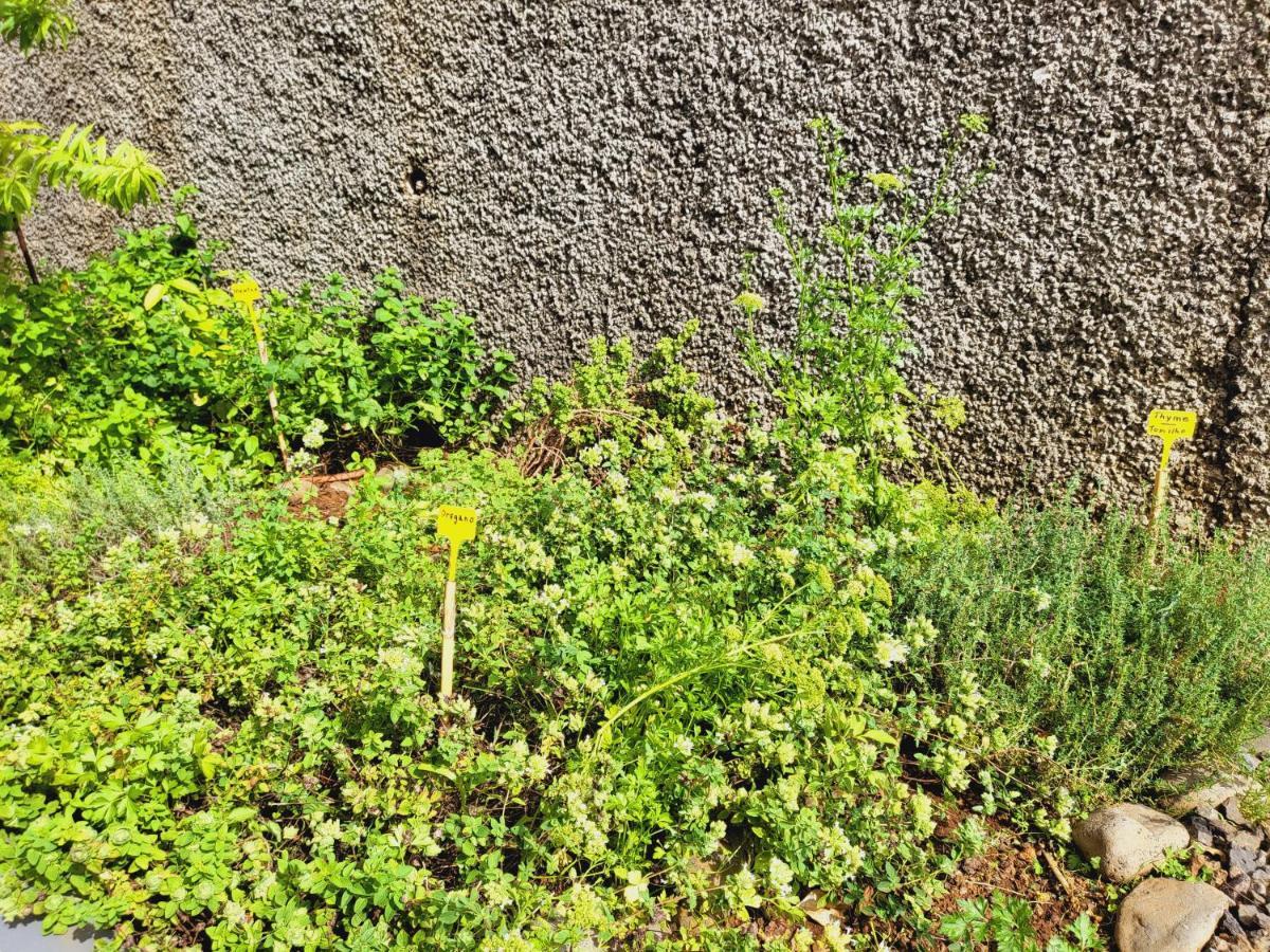 Villa Paradise Madeira Ocean View Fajã da Ovelha Εξωτερικό φωτογραφία